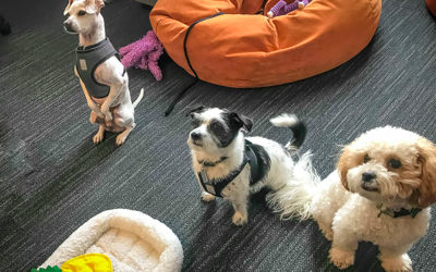 The Dogs of All Star