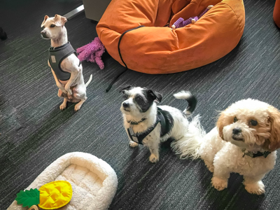 The Dogs of All Star